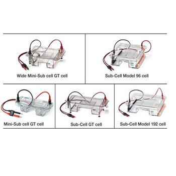 Bio-Rad伯乐 水平15x10cm Sub-Cell GT电泳槽 1704481
